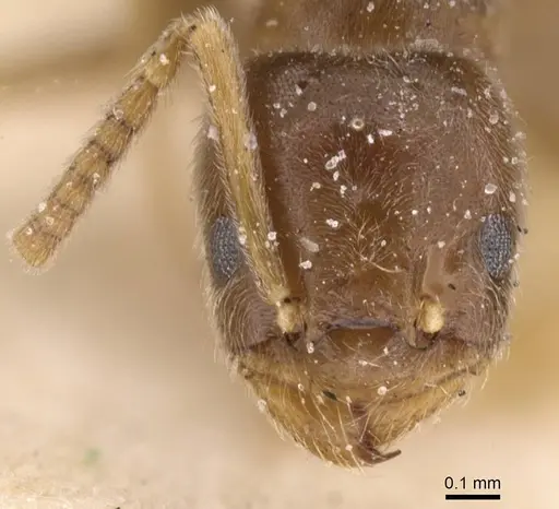 Bothriomyrmex breviceps specimen CASENT0911468 image casent0911468_3