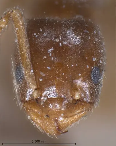 Bothriomyrmex breviceps specimen CASENT0911468 image casent0911468_4
