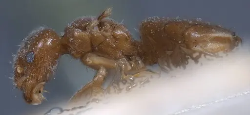 Bothriomyrmex breviceps specimen CASENT0911468 image casent0911468_6