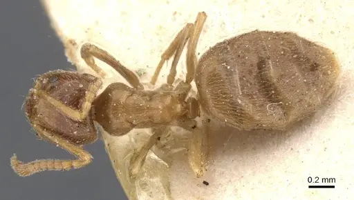 Bothriomyrmex breviceps specimen CASENT0911469 image casent0911469_1