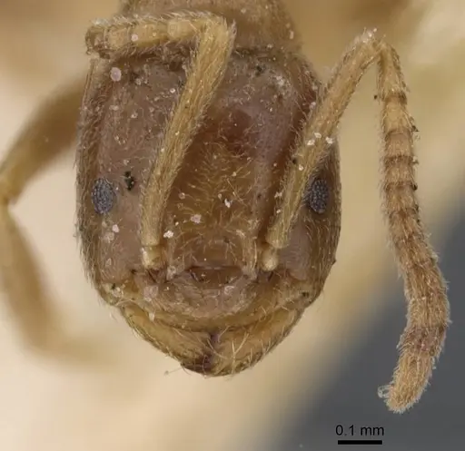 Bothriomyrmex breviceps specimen CASENT0911469 image casent0911469_2
