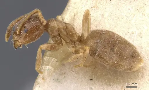 Bothriomyrmex breviceps specimen CASENT0911469 image casent0911469_3