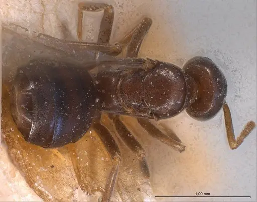 Bothriomyrmex corsicus specimen ANTWEB1008368 image antweb1008368_1