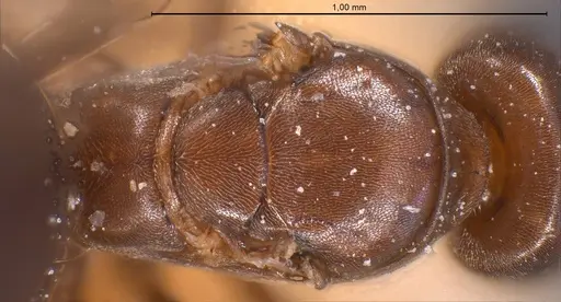 Bothriomyrmex corsicus specimen ANTWEB1008368 image antweb1008368_2