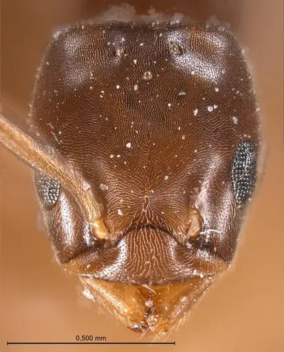 Bothriomyrmex corsicus specimen ANTWEB1008368 image antweb1008368_3