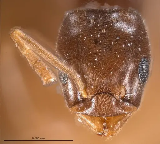 Bothriomyrmex corsicus specimen ANTWEB1008368 image antweb1008368_4
