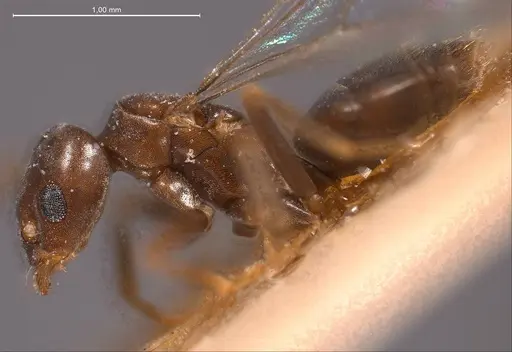 Bothriomyrmex corsicus specimen ANTWEB1008368 image antweb1008368_5