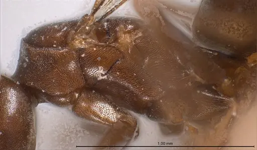 Bothriomyrmex corsicus specimen ANTWEB1008368 image antweb1008368_6