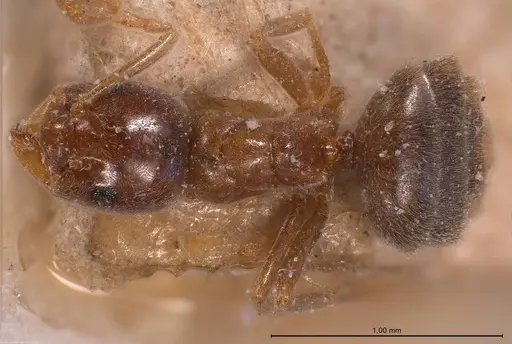 Bothriomyrmex corsicus specimen ANTWEB1008372 image antweb1008372_1