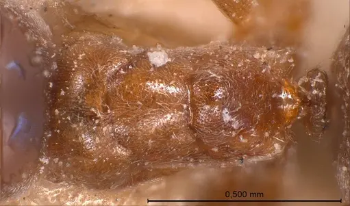 Bothriomyrmex corsicus specimen ANTWEB1008372 image antweb1008372_2