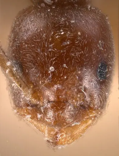 Bothriomyrmex corsicus specimen ANTWEB1008372 image antweb1008372_3
