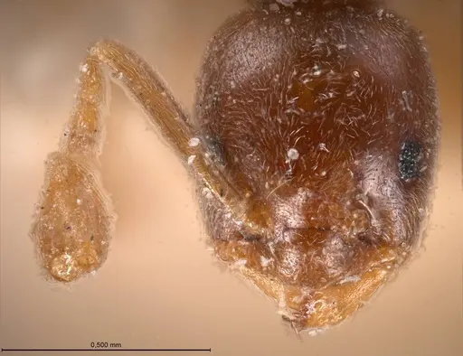 Bothriomyrmex corsicus specimen ANTWEB1008372 image antweb1008372_4