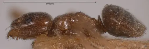 Bothriomyrmex corsicus specimen ANTWEB1008372 image antweb1008372_5
