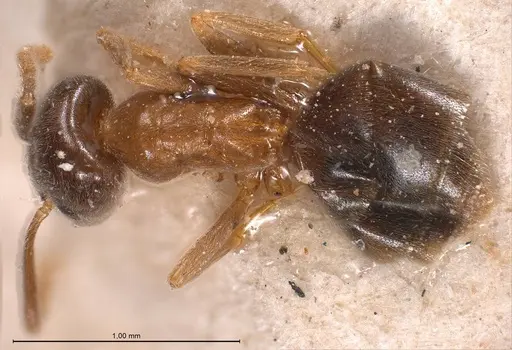 Bothriomyrmex corsicus specimen ANTWEB1008374 image antweb1008374_1