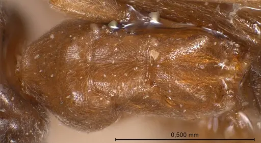 Bothriomyrmex corsicus specimen ANTWEB1008374 image antweb1008374_2