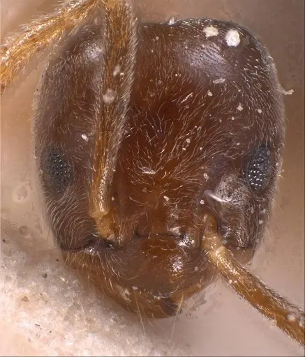 Bothriomyrmex corsicus specimen ANTWEB1008374 image antweb1008374_3