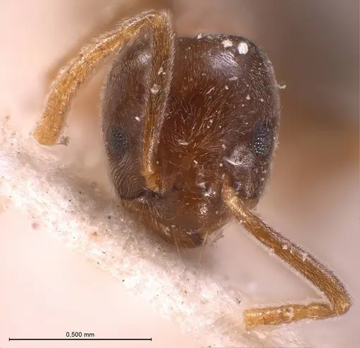 Bothriomyrmex corsicus specimen ANTWEB1008374 image antweb1008374_4