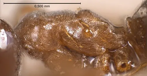 Bothriomyrmex corsicus specimen ANTWEB1008374 image antweb1008374_6
