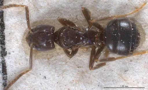 Bothriomyrmex corsicus specimen ANTWEB1008375 image antweb1008375_1