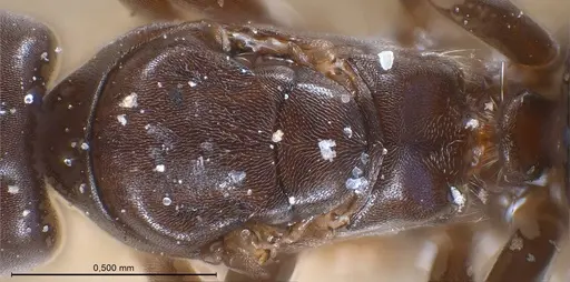 Bothriomyrmex corsicus specimen ANTWEB1008375 image antweb1008375_2