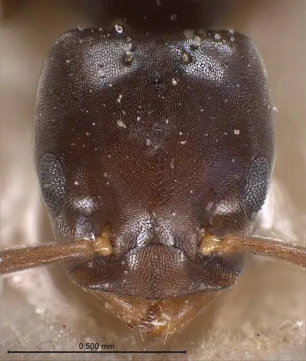Bothriomyrmex corsicus specimen ANTWEB1008375 image antweb1008375_3