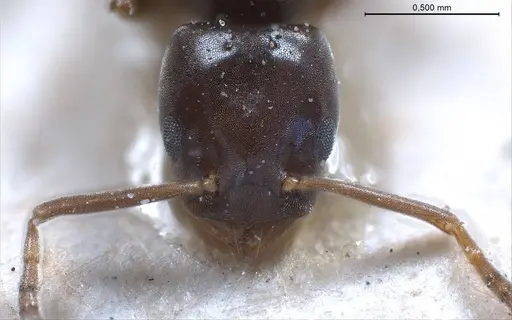 Bothriomyrmex corsicus specimen ANTWEB1008375 image antweb1008375_4
