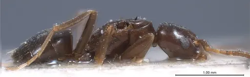 Bothriomyrmex corsicus specimen ANTWEB1008375 image antweb1008375_5