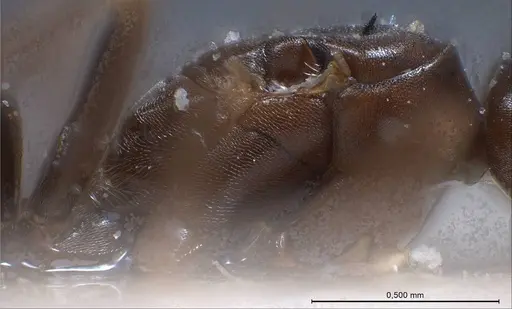 Bothriomyrmex corsicus specimen ANTWEB1008375 image antweb1008375_6