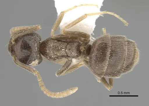 Bothriomyrmex corsicus specimen CASENT0249556 image casent0249556_1