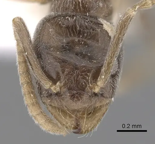 Bothriomyrmex corsicus specimen CASENT0249556 image casent0249556_2