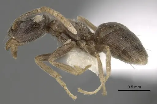 Bothriomyrmex corsicus specimen CASENT0249556 image casent0249556_3