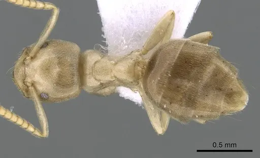 Bothriomyrmex corsicus specimen CASENT0281571 image casent0281571_1