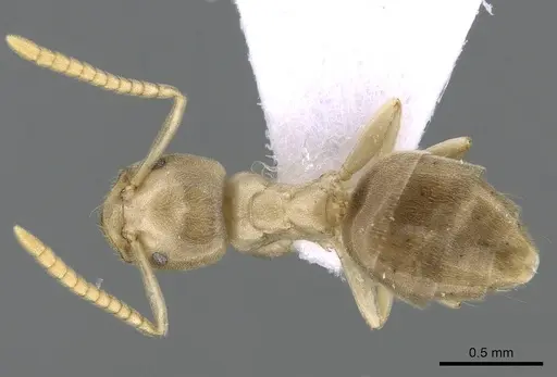 Bothriomyrmex corsicus specimen CASENT0281571 image casent0281571_2