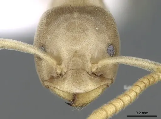 Bothriomyrmex corsicus specimen CASENT0281571 image casent0281571_3