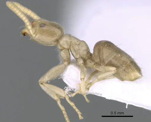 Bothriomyrmex corsicus specimen CASENT0281571 image casent0281571_4