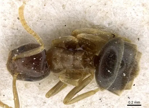 Bothriomyrmex corsicus specimen CASENT0905118 image casent0905118_1