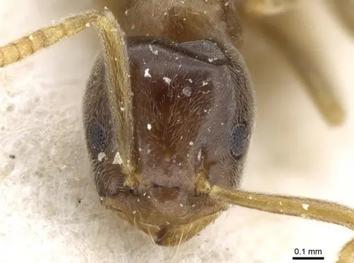 Bothriomyrmex corsicus specimen CASENT0905118 image casent0905118_2
