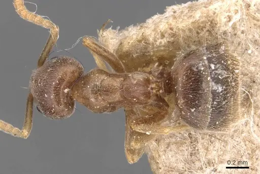 Bothriomyrmex corsicus specimen CASENT0905119 image casent0905119_1