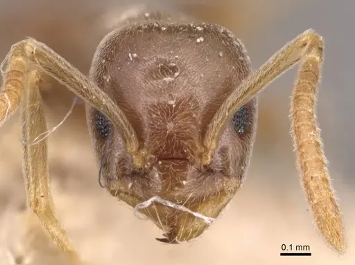 Bothriomyrmex corsicus specimen CASENT0905119 image casent0905119_2