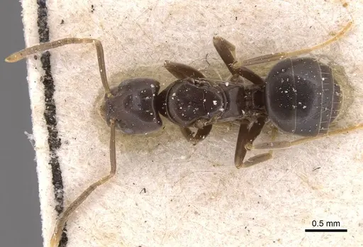 Bothriomyrmex corsicus specimen CASENT0905122 image casent0905122_1