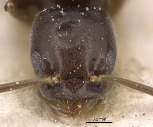 Bothriomyrmex corsicus specimen CASENT0905122 image casent0905122_2