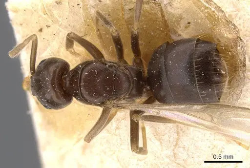 Bothriomyrmex corsicus specimen CASENT0911471 image casent0911471_1