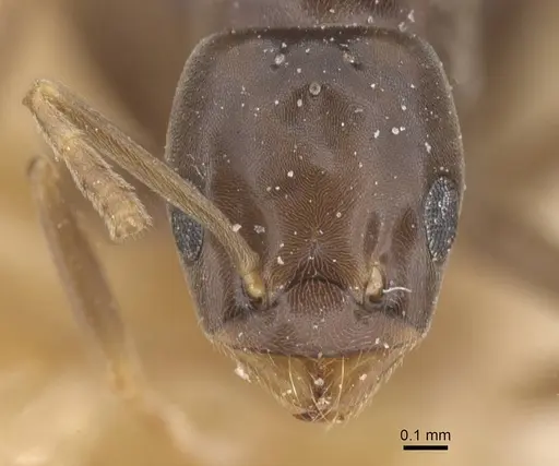 Bothriomyrmex corsicus specimen CASENT0911471 image casent0911471_2
