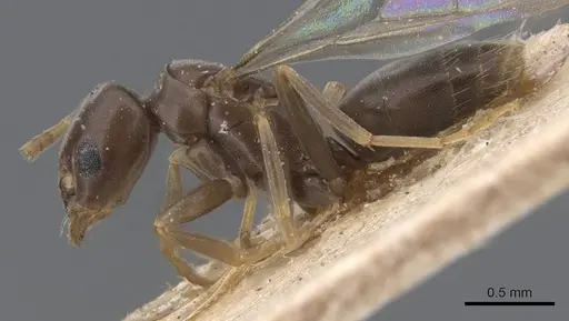 Bothriomyrmex corsicus specimen CASENT0911471 image casent0911471_3