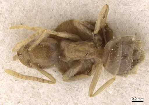 Bothriomyrmex corsicus specimen CASENT0911472 image casent0911472_1