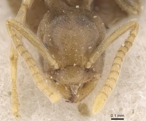 Bothriomyrmex corsicus specimen CASENT0911472 image casent0911472_2