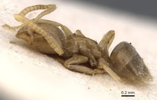 Bothriomyrmex corsicus specimen CASENT0911472 image casent0911472_3