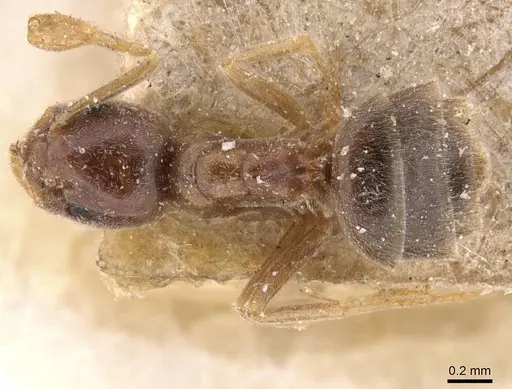 Bothriomyrmex corsicus specimen CASENT0911480 image casent0911480_1