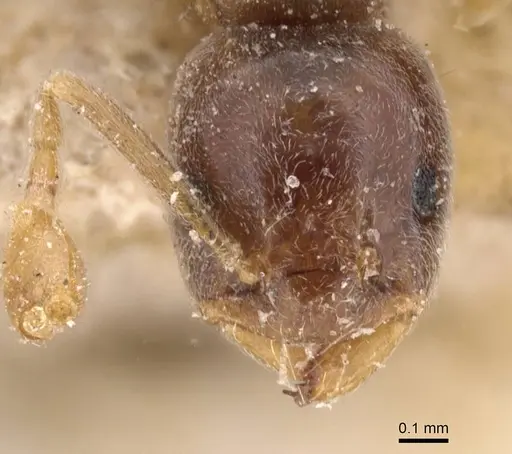 Bothriomyrmex corsicus specimen CASENT0911480 image casent0911480_2