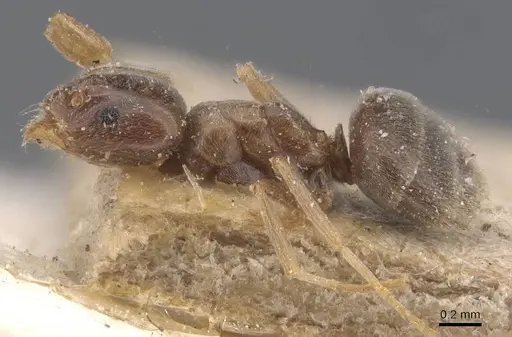 Bothriomyrmex corsicus specimen CASENT0911480 image casent0911480_3
